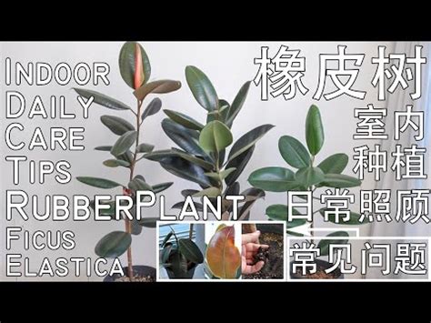 橡皮樹照顧 陽台風水植物